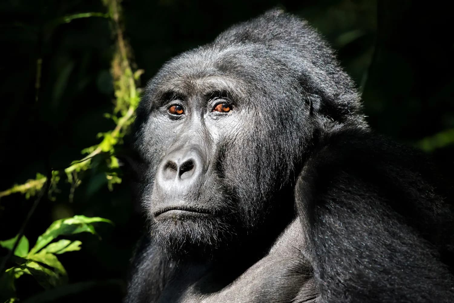 Gorilla Trekking