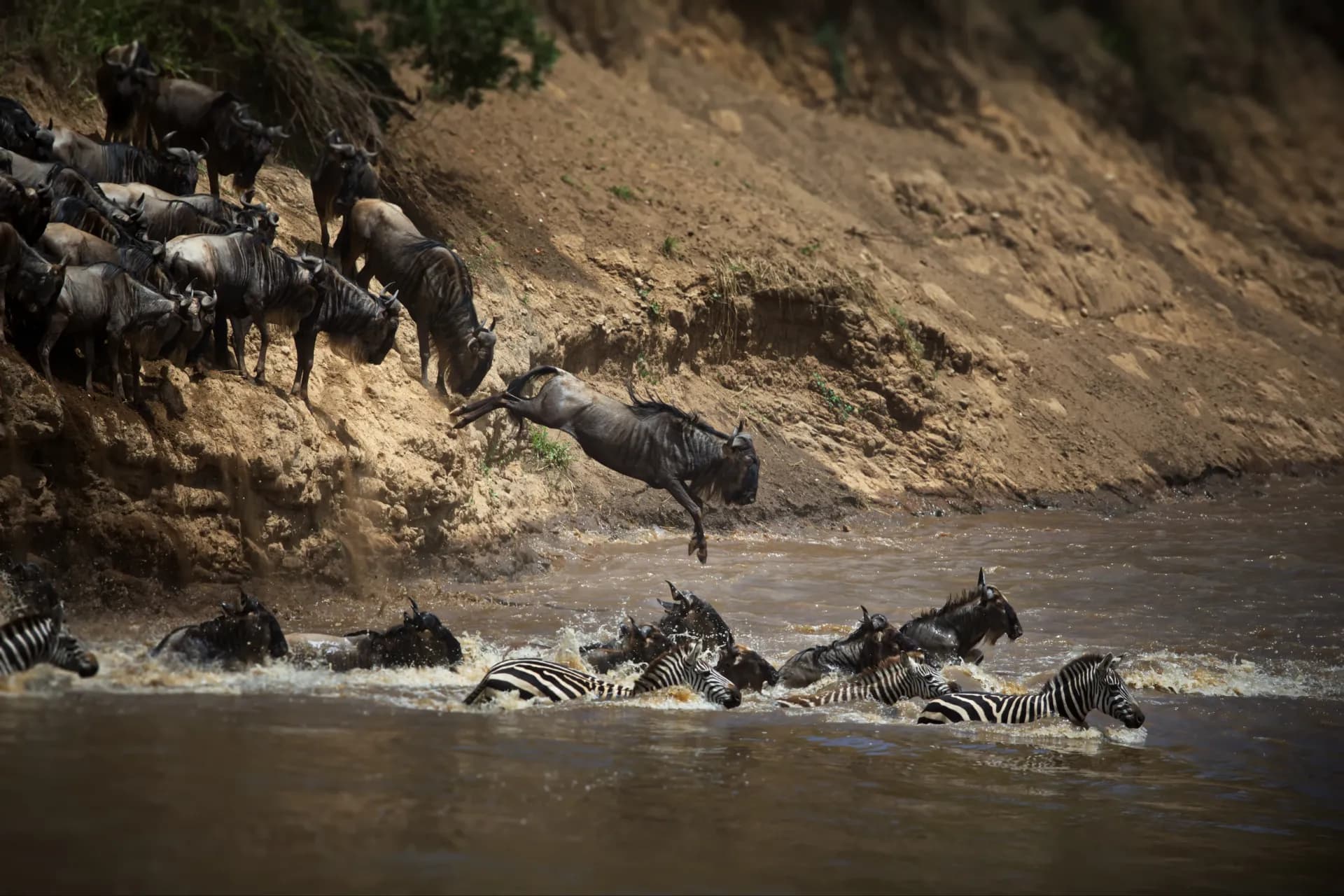 Great Migration - Calving season