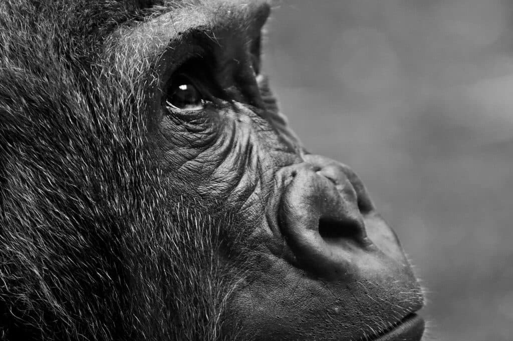 Gorilla Trekking