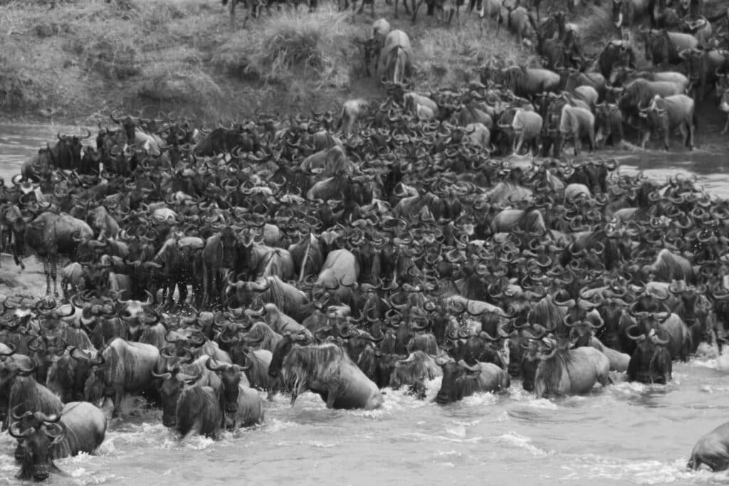 Great Migration – Calving Season