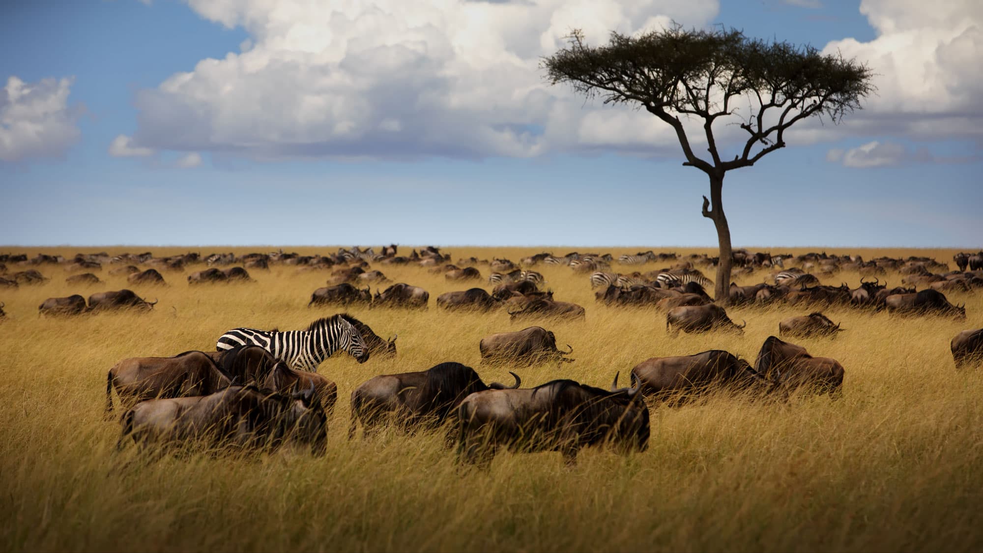 Salei Plains