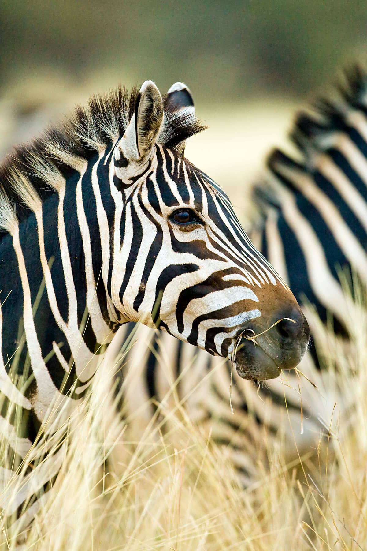 10-Day Tanzania Tour Safari